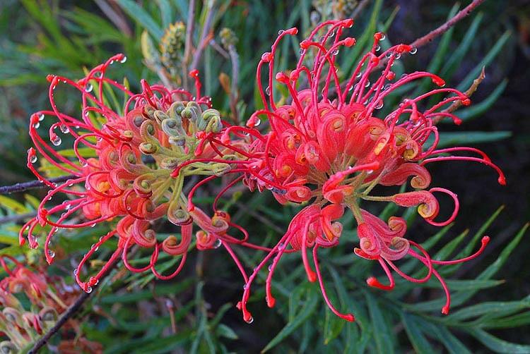 Grevillea 'Robyn Gordon', 'Robyn Gordon' Grevillea, Mediterranean shrubs, Evergreen Shrubs, Red flowers, Orange flowers, drought tolerant flowers